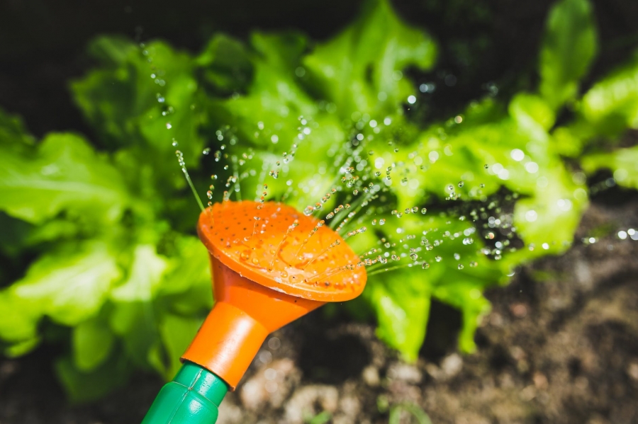 Essential Tips to take care of the garden