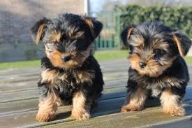 Tiny  Yorkshire Terrier Puppies For sale