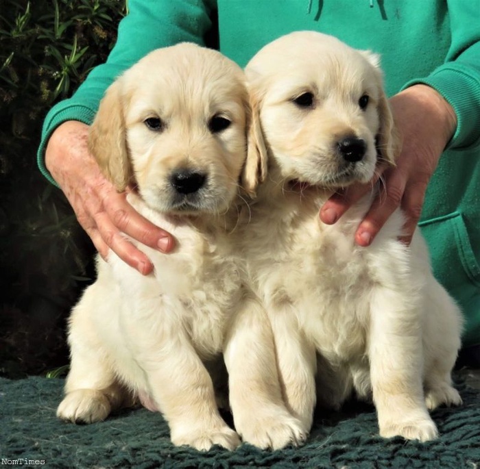 2 Cute Golden Retriever puppies for adoption