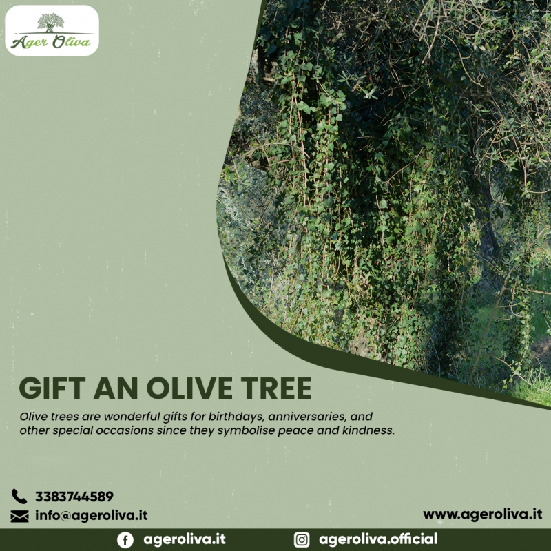  Gift An Olive Tree 