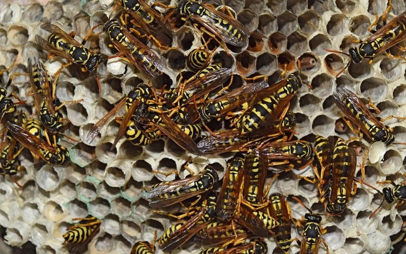 Tailor-Made Plans for Wasp Control in Melbourne