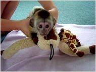 USDA Registered Capuchin monkeys