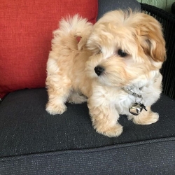 Two Friendly Maltipoo Puppies Available