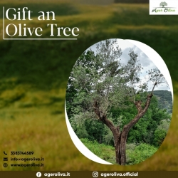 Gift an Olive Tree