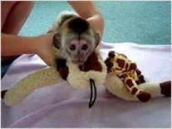 USDA Registered Capuchin monkeys