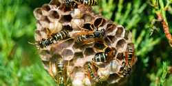 Wasp Nest Removal Melbourne