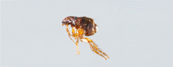 Say NO to Fleas Infestation with Best Fleas Pest Control in Melbourne