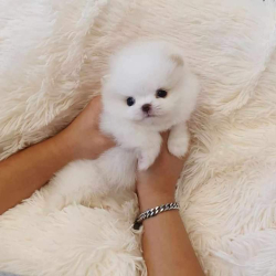 Pomeranian puppy availabile for Rehoming