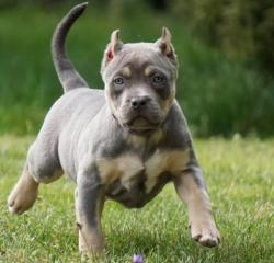 Healthy and Socialized American Bully Puppies for Sale